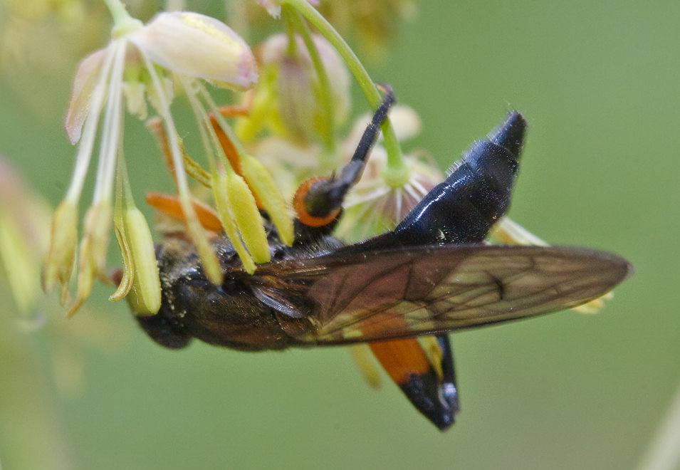  Chalcosyrphus valgus
