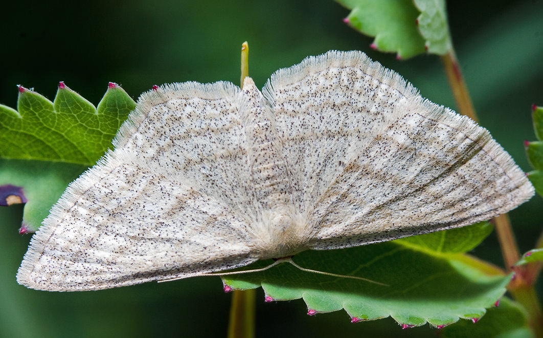    (Scopula nemoraria)
