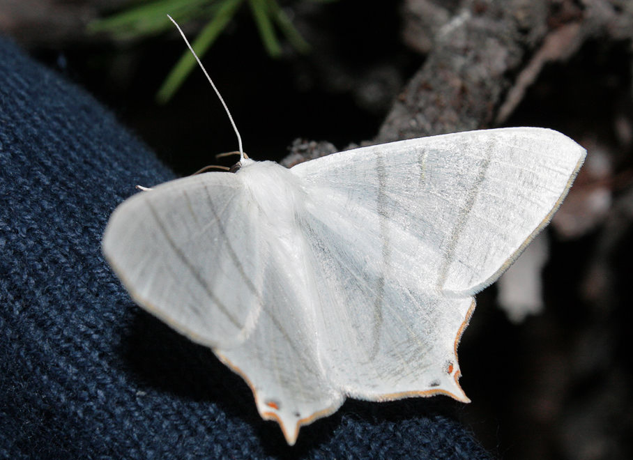 Крылохвостка корейская (Ourapteryx koreana)