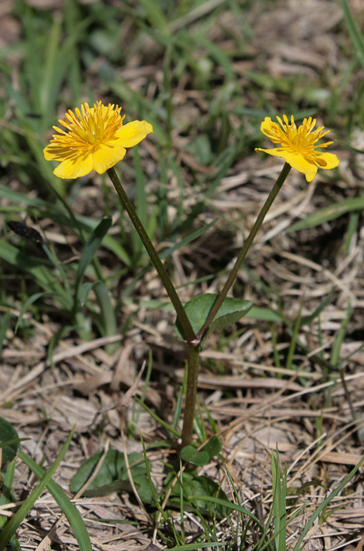   (Caltha arctica)