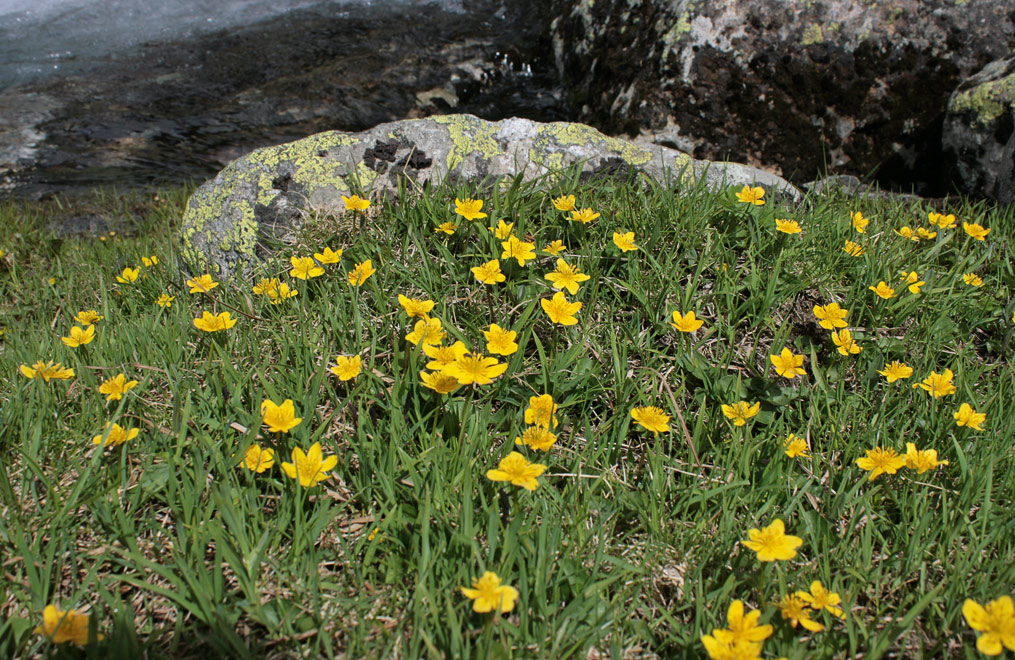   (Caltha arctica)