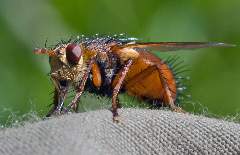   (Tachina fera)