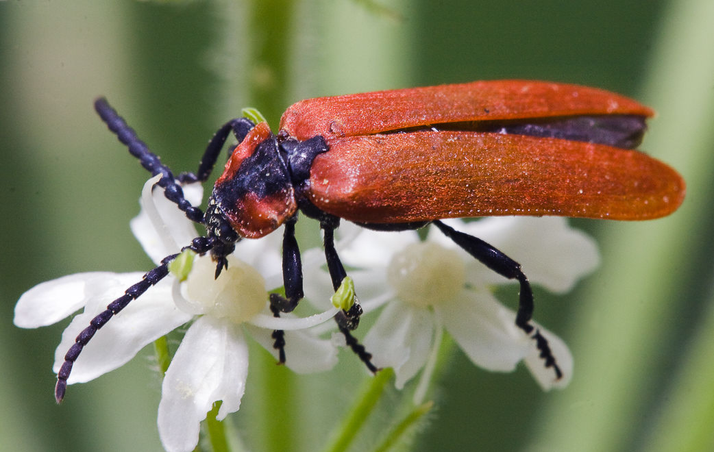   (Lygistopterus sanguineus) ?