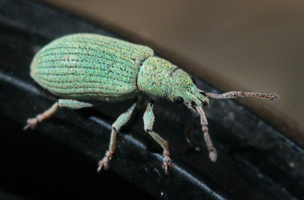    (Phyllobius viridiaeris)