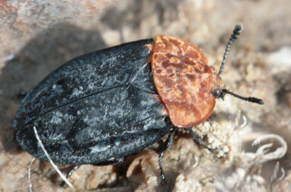   (Oiceoptoma thoracicum)