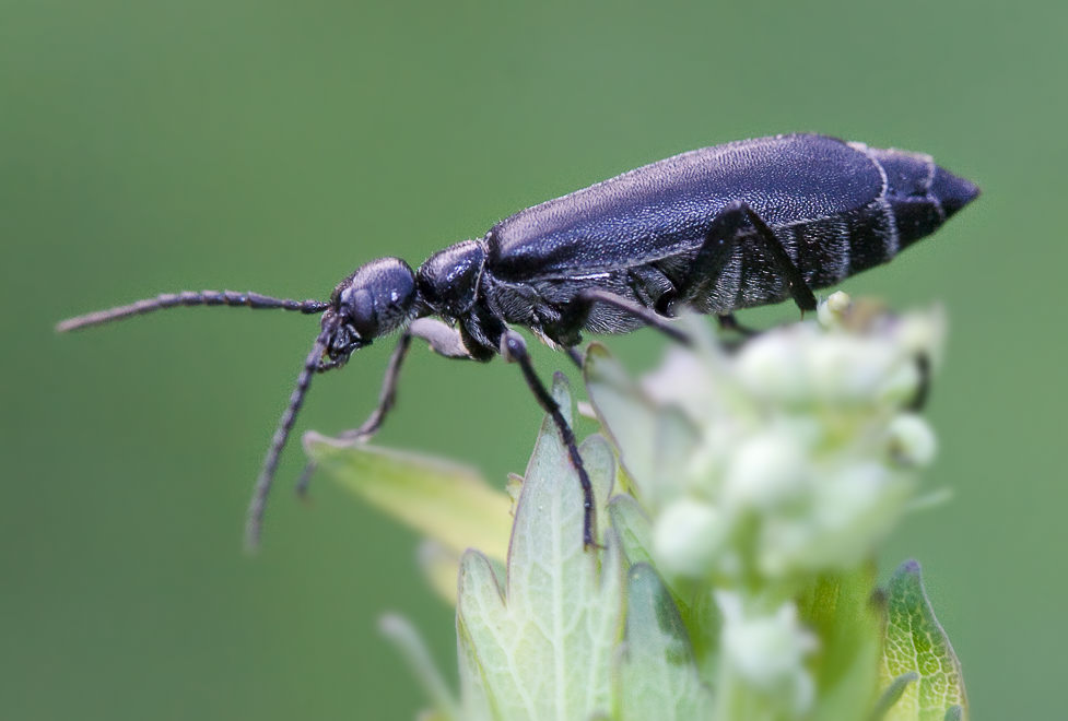  (Epicauta sp) ?