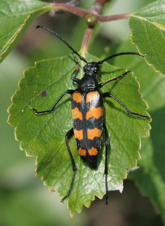 Лептура четырехполосая (Leptura quadrifasciata)