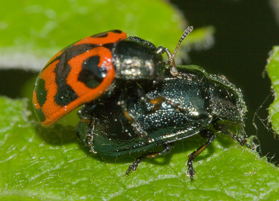   (Chrysomela lapponica).   .