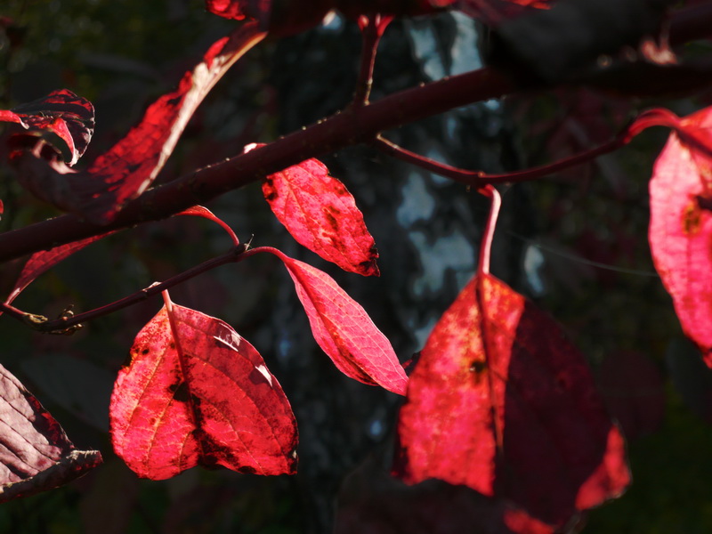 ������� ������.