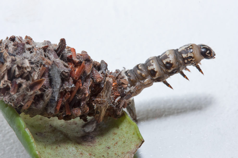  Bacotia claustrella