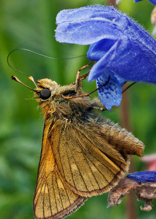   (Ochlodes faunus)