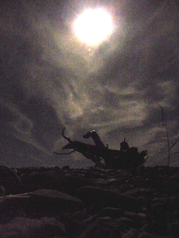 ������ ������