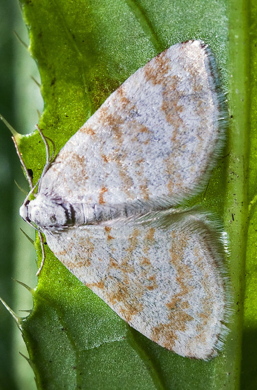  Asthena corculina