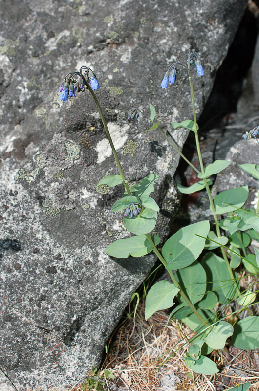   (Mertensia serrulata)