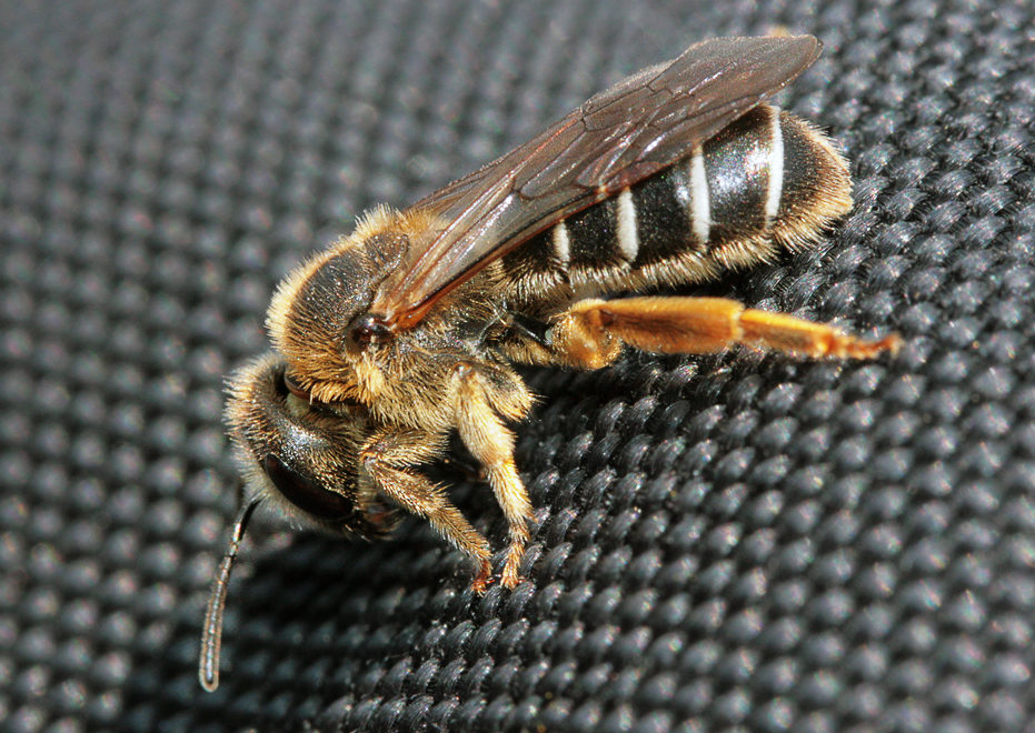  Andrena sp.