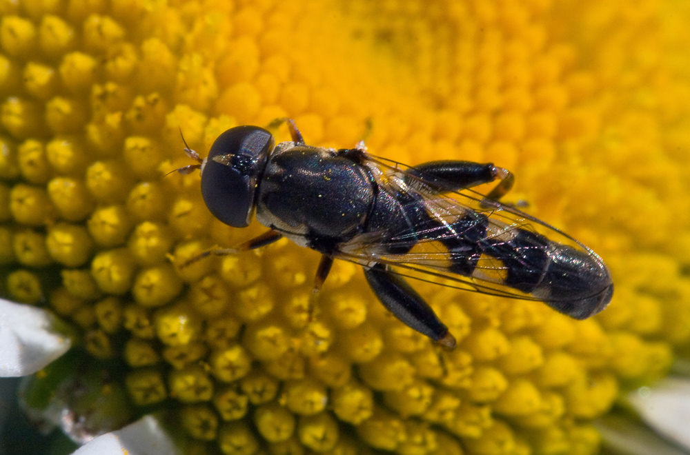   (Syritta pipiens)