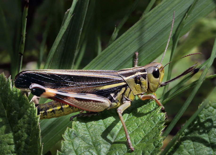 Кобылка пестрая (Arcyptera fusca), самец