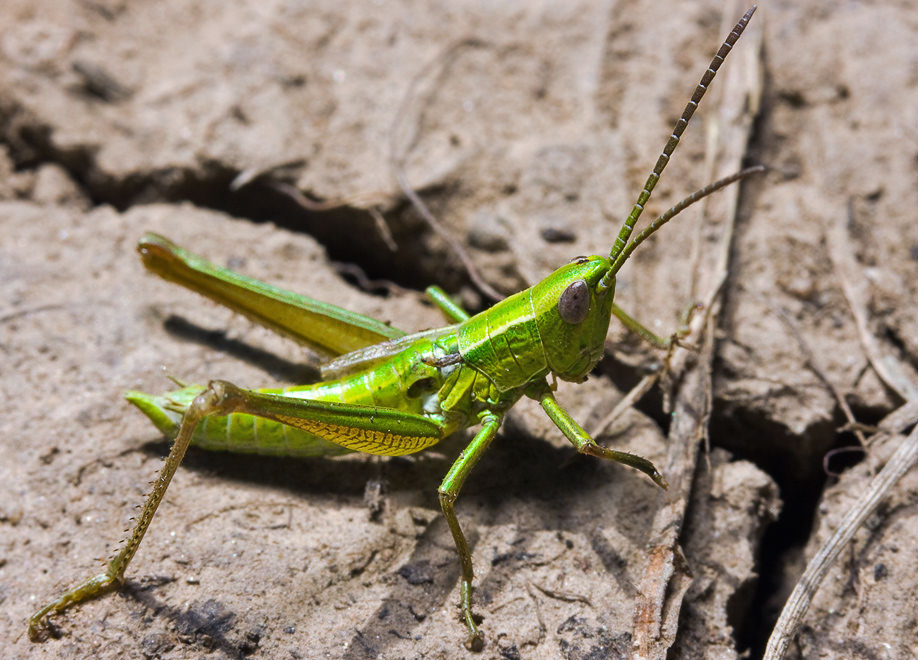   (Euthystira brachyptera),   ?