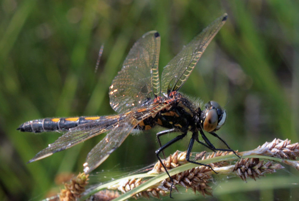   (Leucorrhinia dubia)