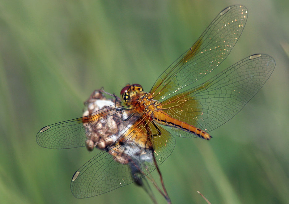   (Sympetrum flaveolum)