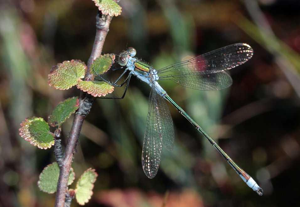 - (Lestes sponsa), 