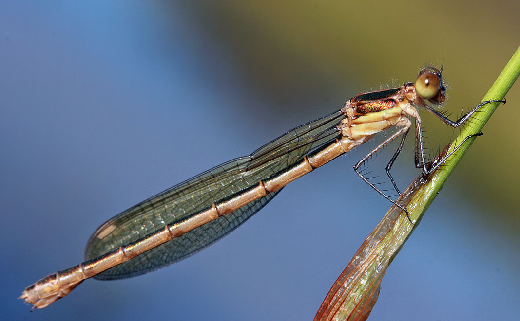 - (Lestes sponsa), 
