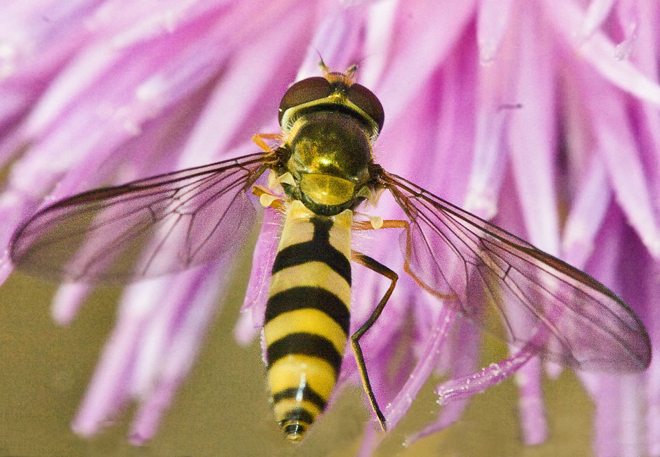  Meliscaeva cinctella