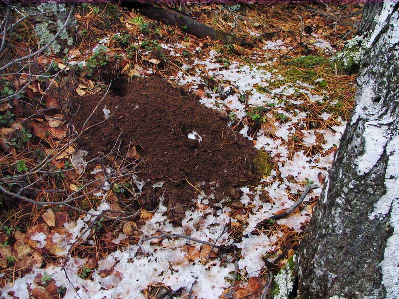 ���-�� ������ ����