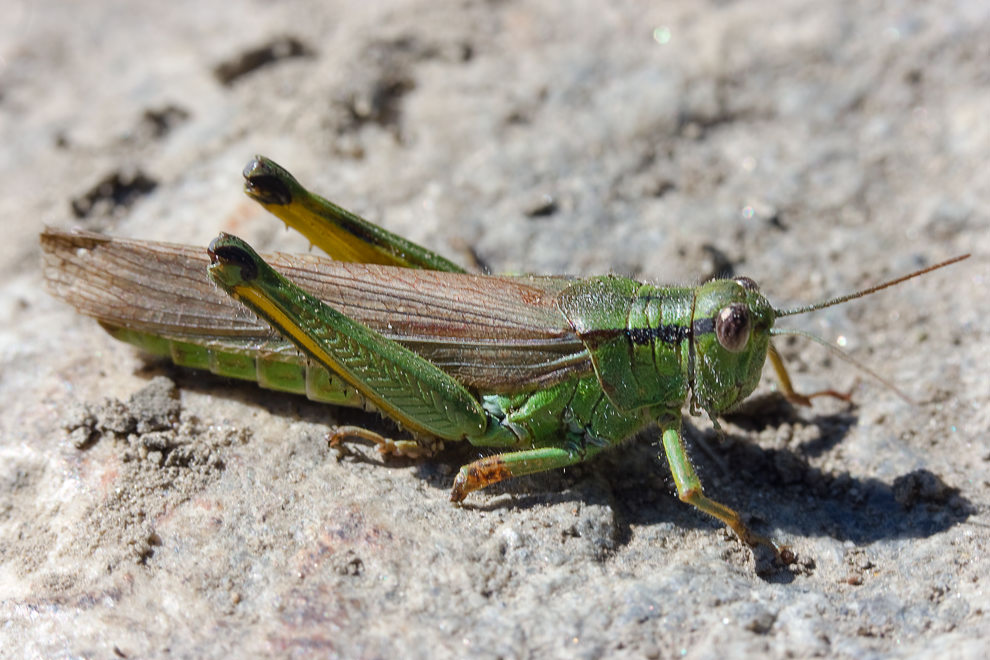  Chorthippus sp.