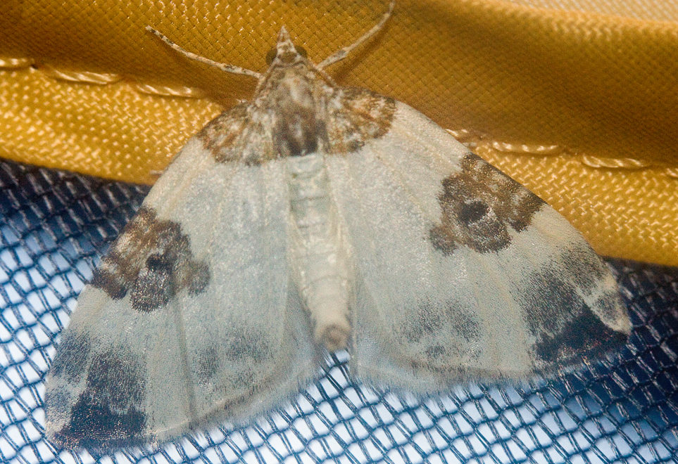 -  (Plemyria rubiginata)
