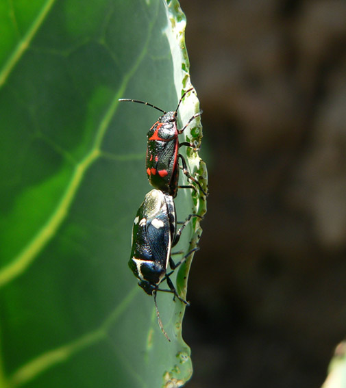 Eurydema oleracea