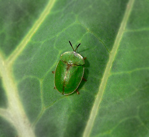 Cassida sp.