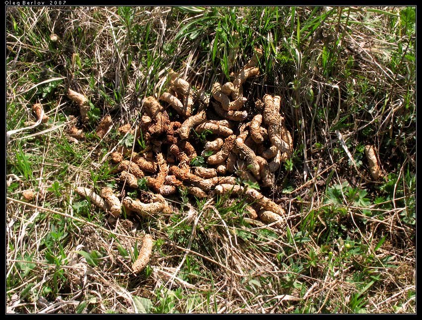 ���� �����