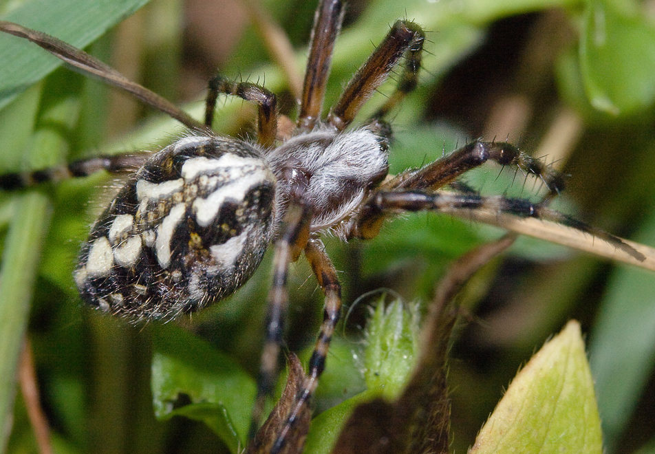  Aculepeira sp.