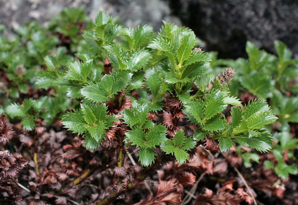   (Salix fimbriata)