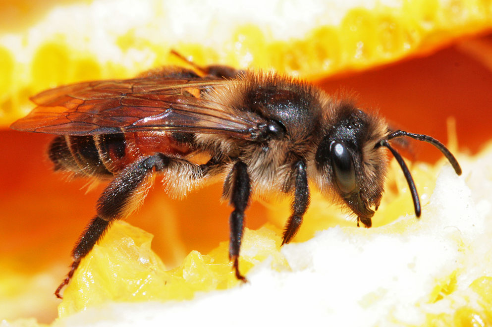  Andrena rosae