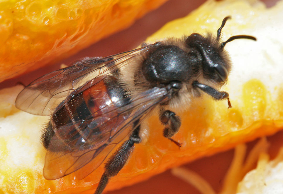  Andrena rosae