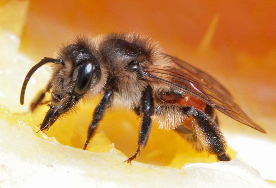  Andrena rosae