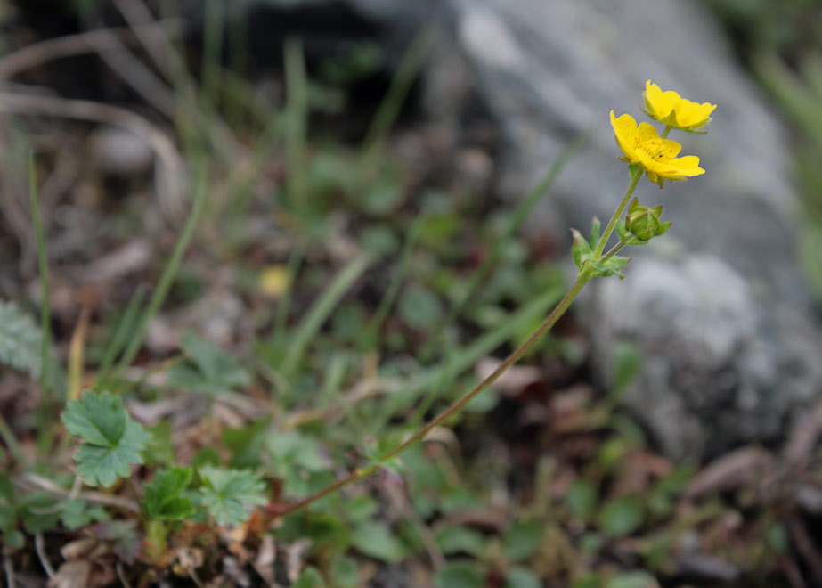   (Potentilla gelida)