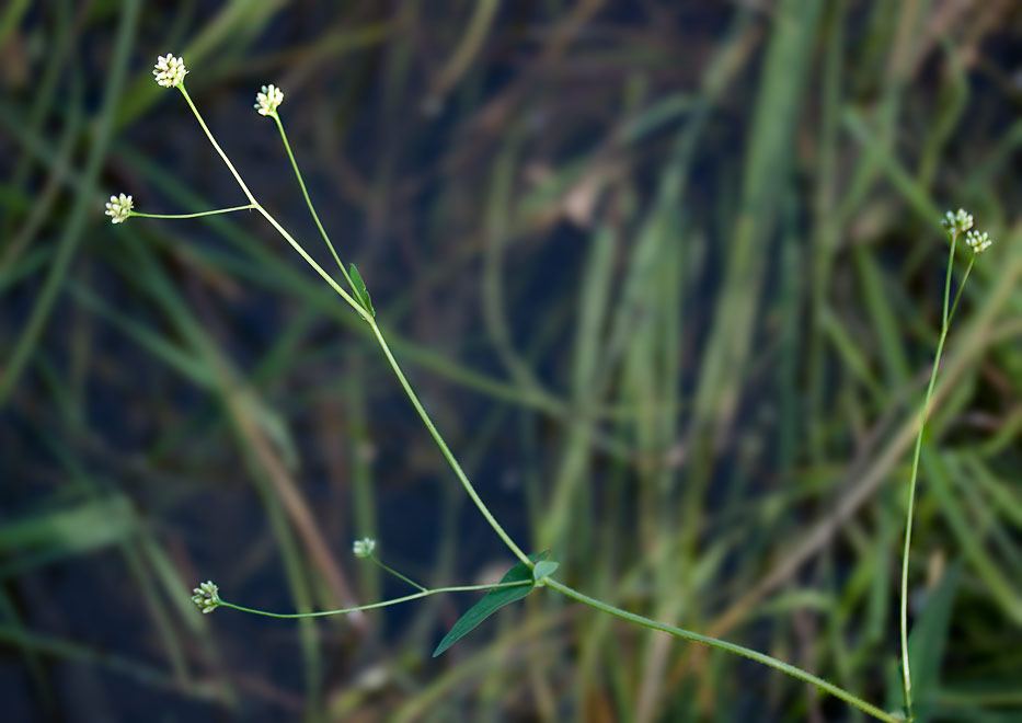   (Truellum sieboldii)