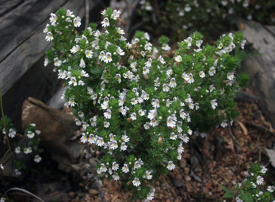   (Euphrasia stricta)