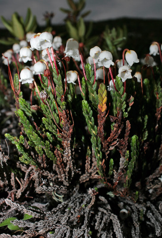 Кассиопея четырехгранная (Cassiope tetragona)