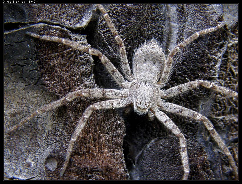 Philodromus