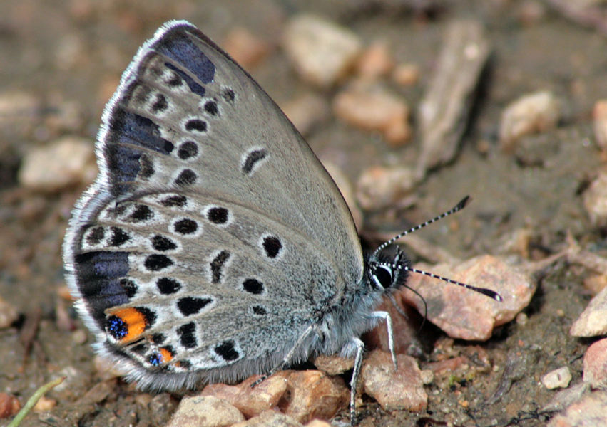   (Vacciniina optilete)