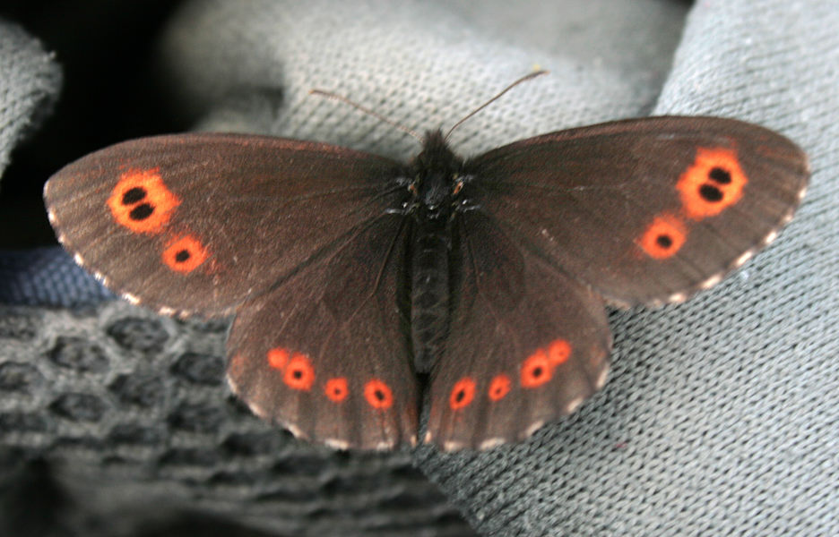   (Erebia jeniseiensis)
