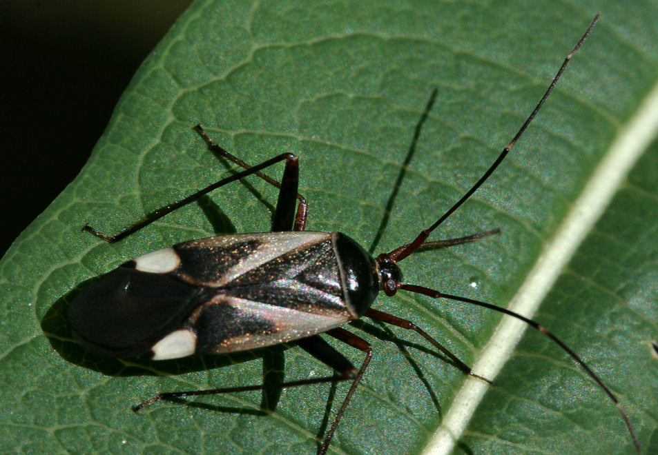  (Adelphocoris seticornis)