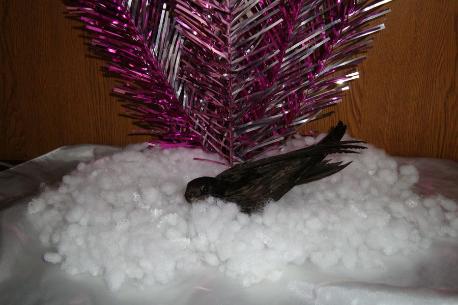 � ����������� ����� �����!!!