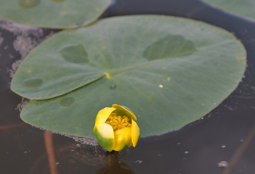   (Nuphar pumila)