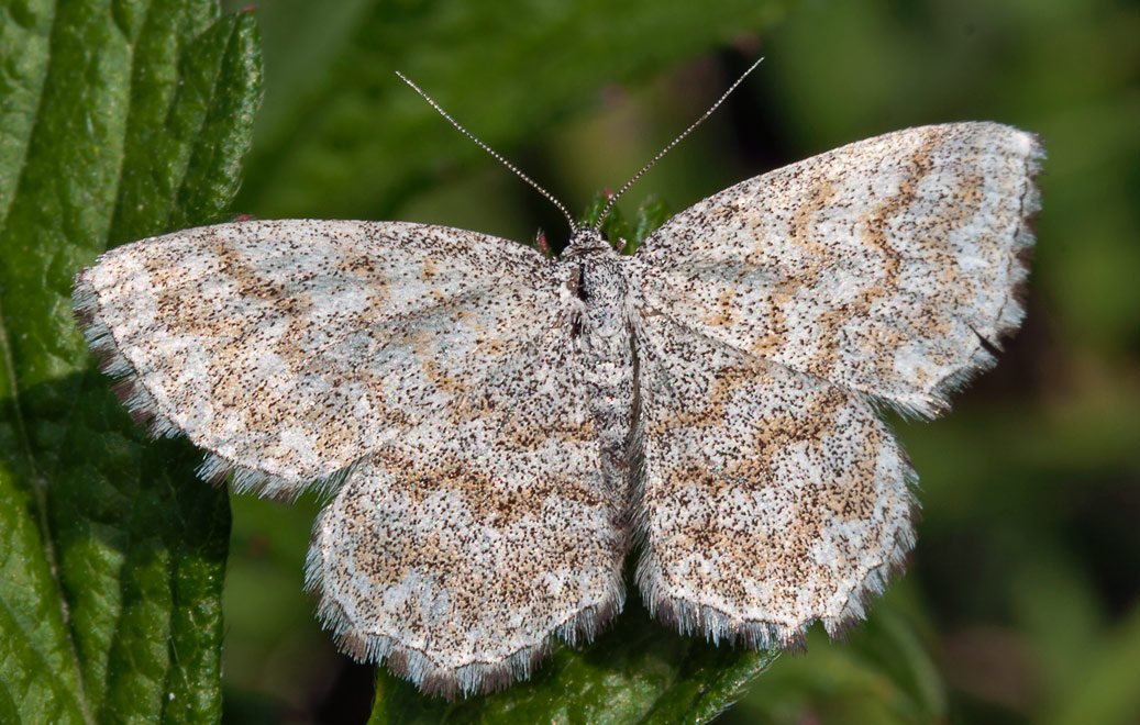    (Scopula immorata)