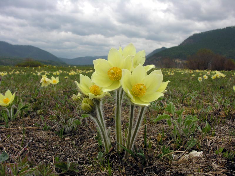 ������� �����...